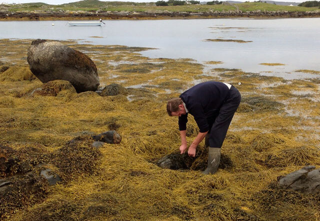 Store and Preserve Sea Moss